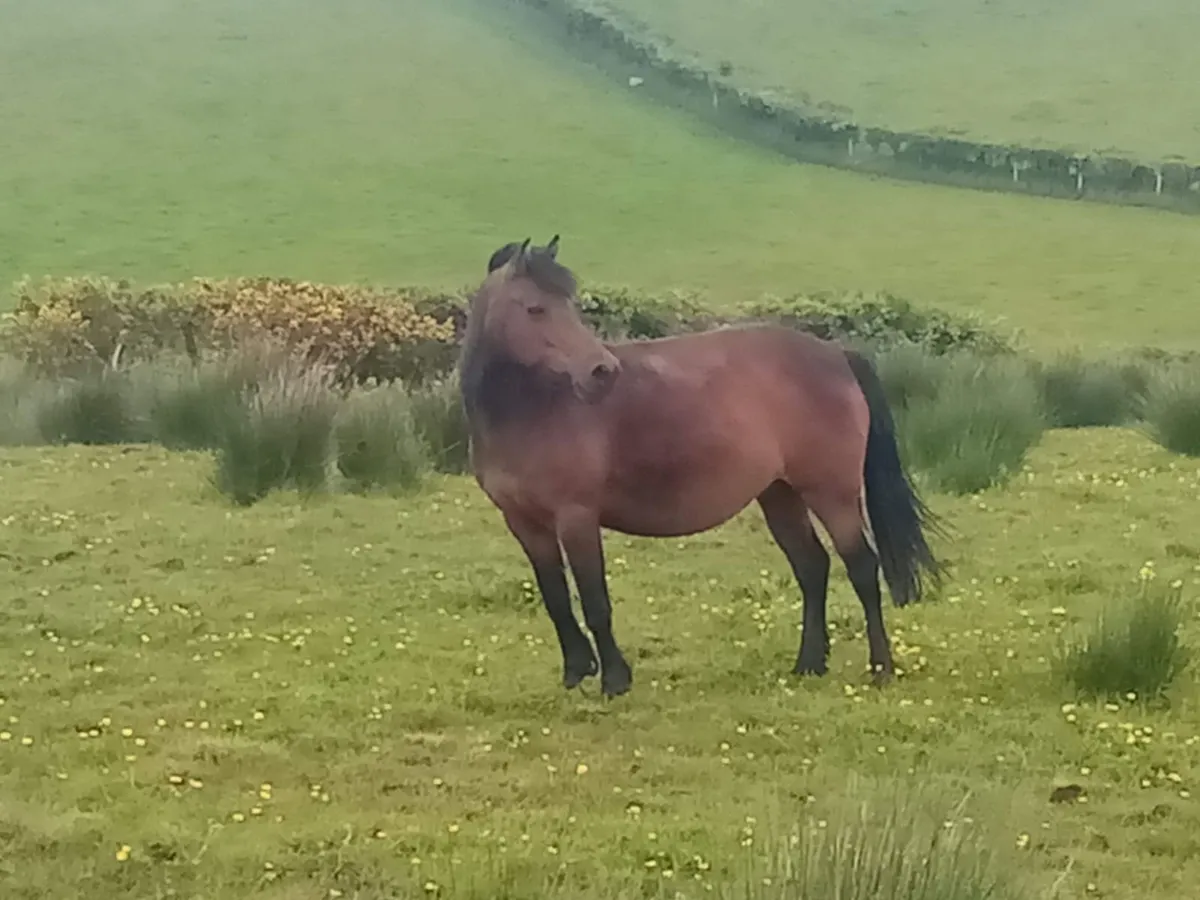 Connemara mare - Image 4