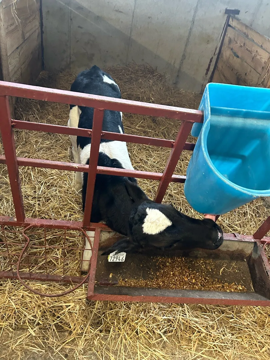 Friesian bull calves - Image 2