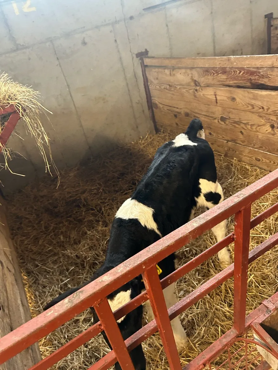 Friesian bull calves - Image 1