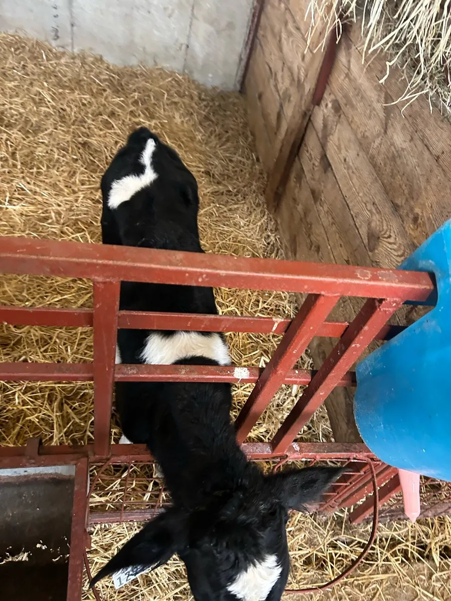 Friesian bull calves - Image 3