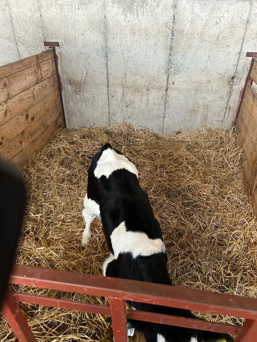 Friesian bull calves - Image 4
