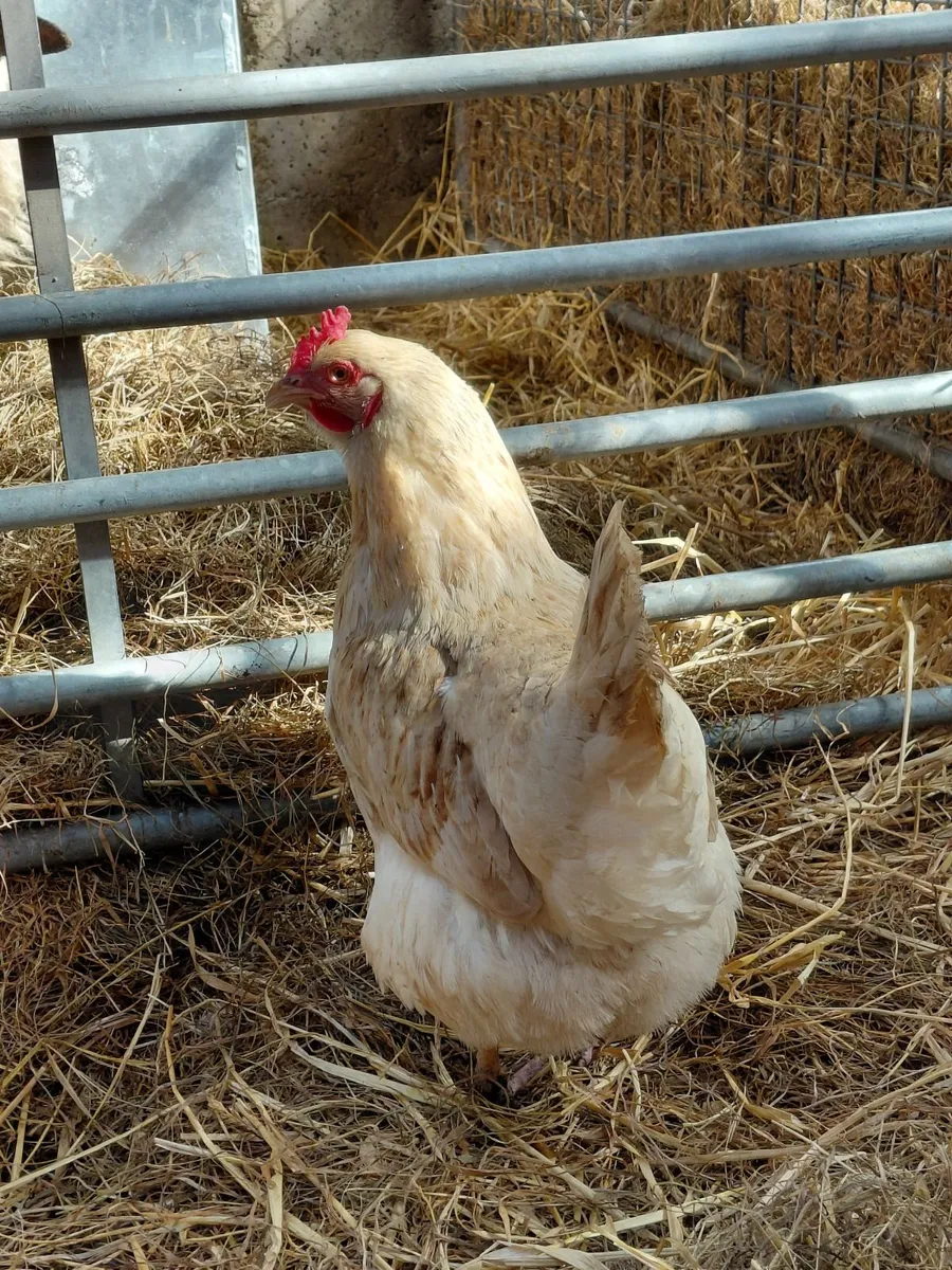Laying Hens for sale x 8 - Image 3