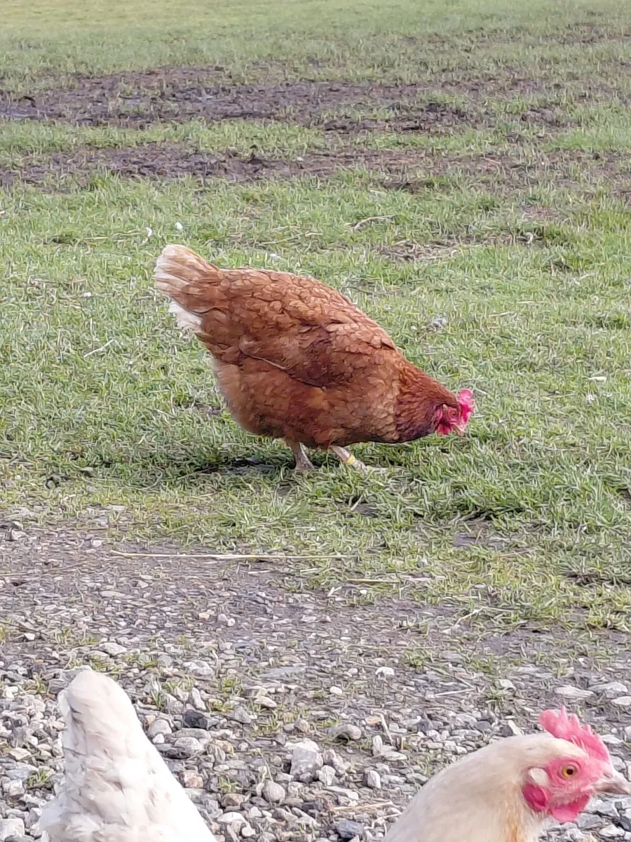 Laying Hens for sale x 8 - Image 1