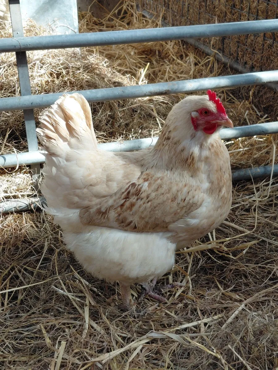 Laying Hens for sale x 8 - Image 4