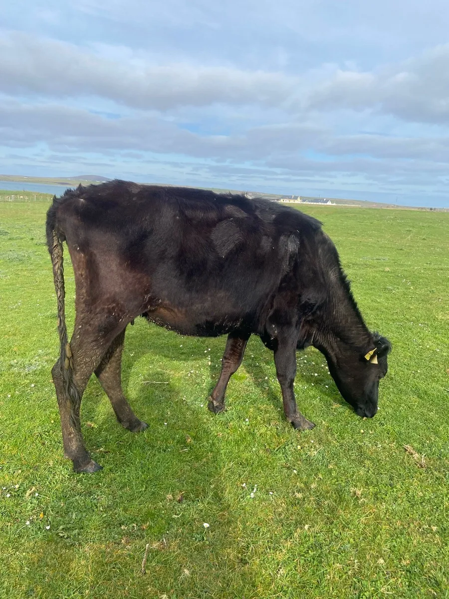 🌟Springer🌟 - Image 3