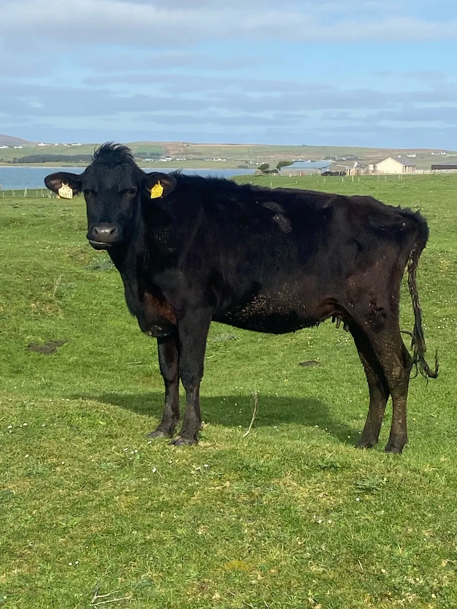 🌟Springer🌟 - Image 1