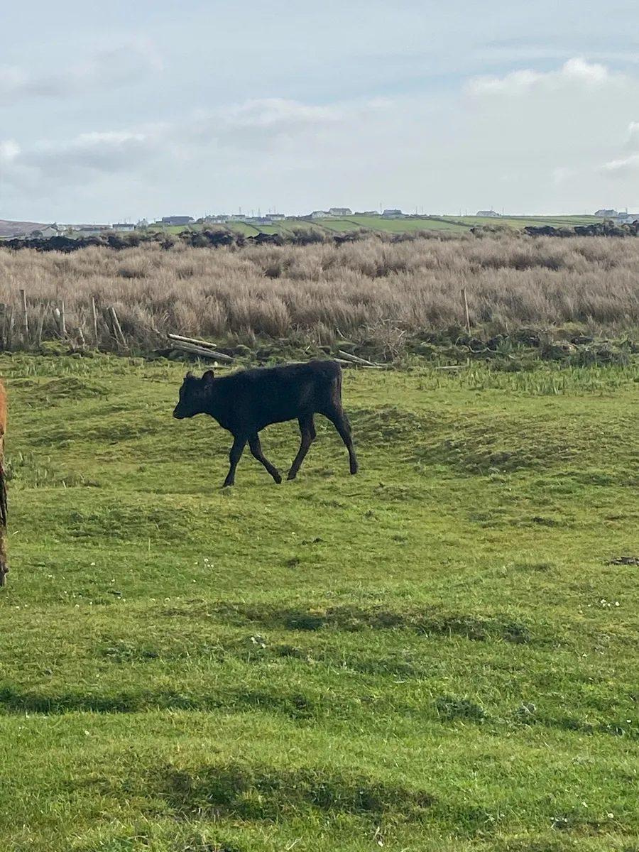 🌟Springer🌟 - Image 2