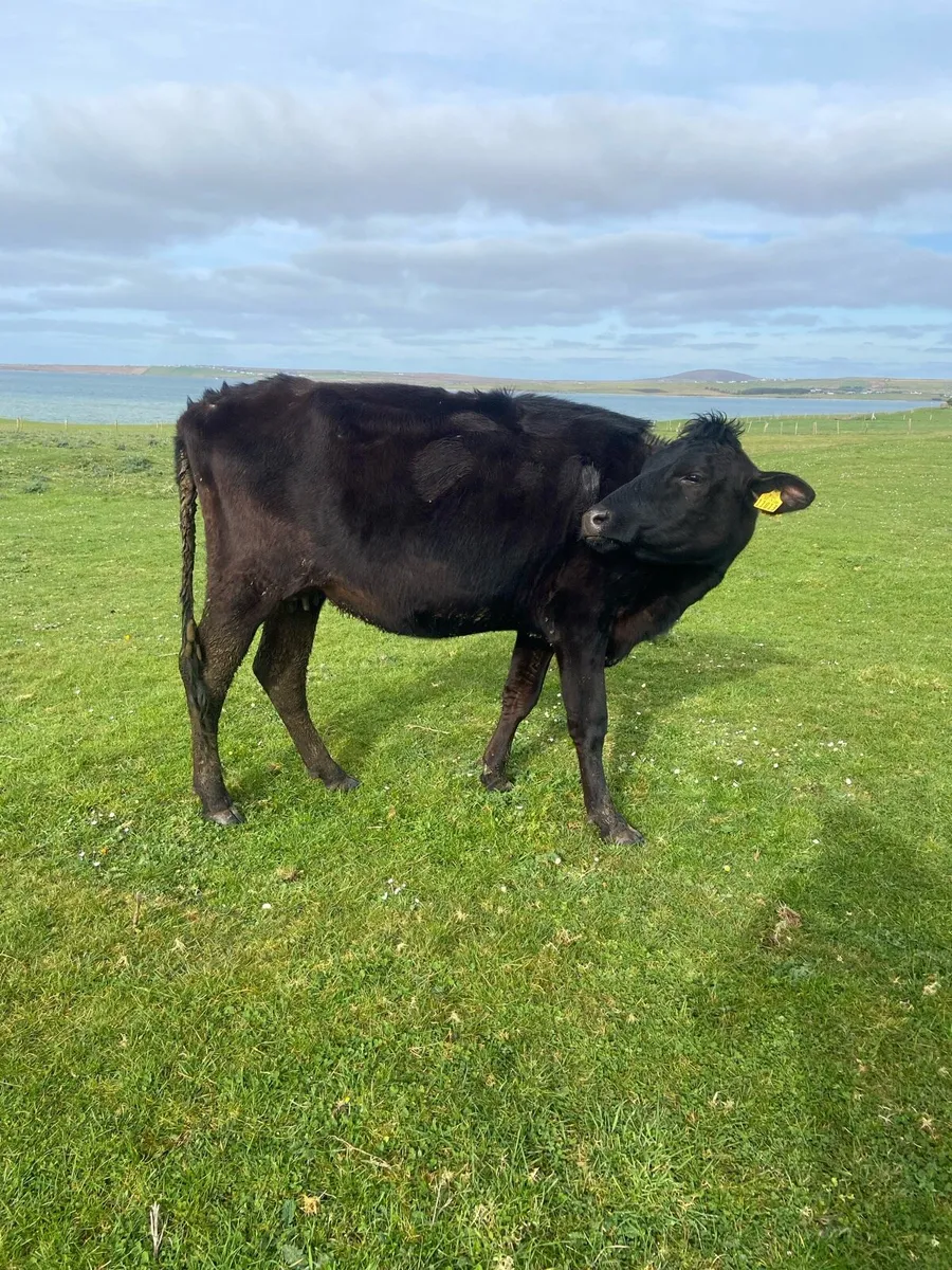 🌟Springer🌟 - Image 4