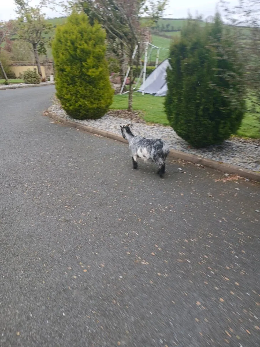 Pygmy nanny goat milk - Image 1