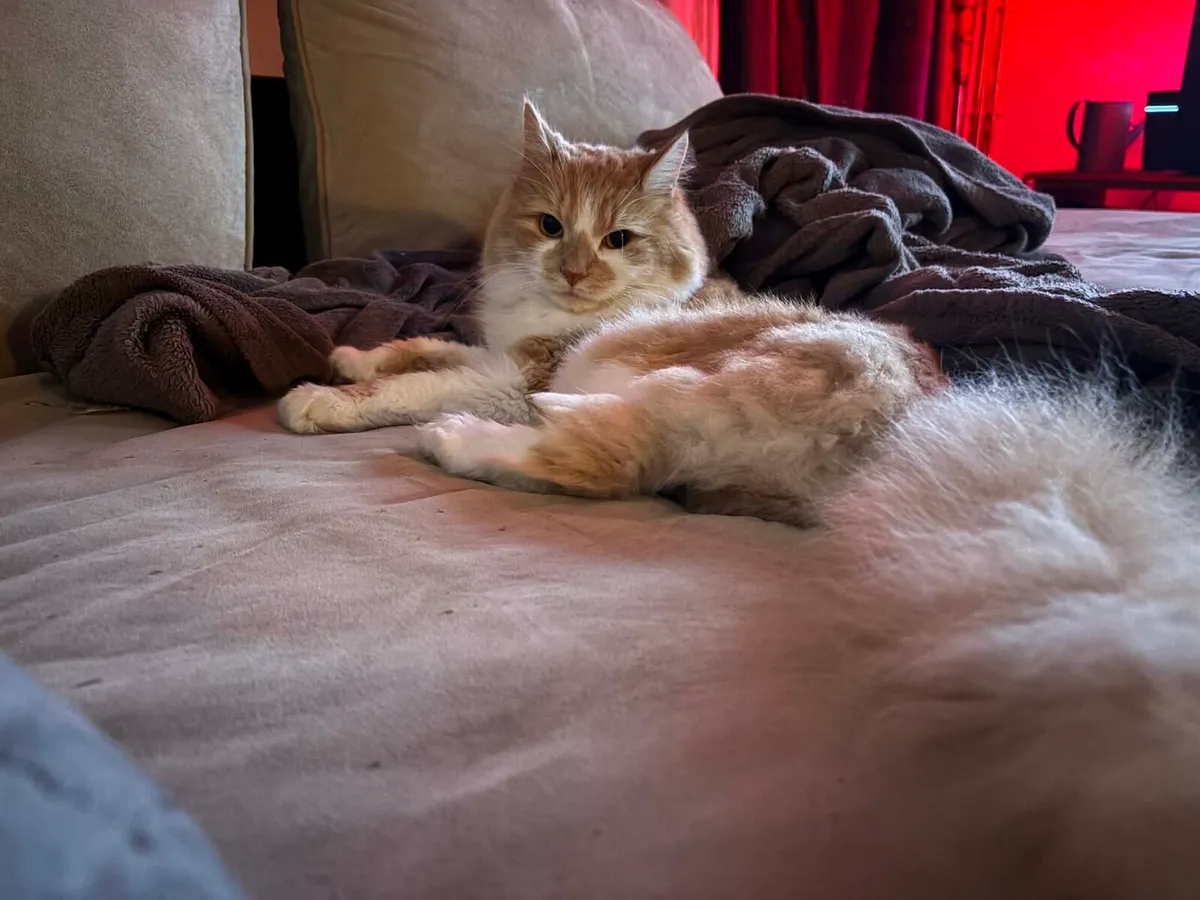 Beautiful cat looking for a new home - Image 2