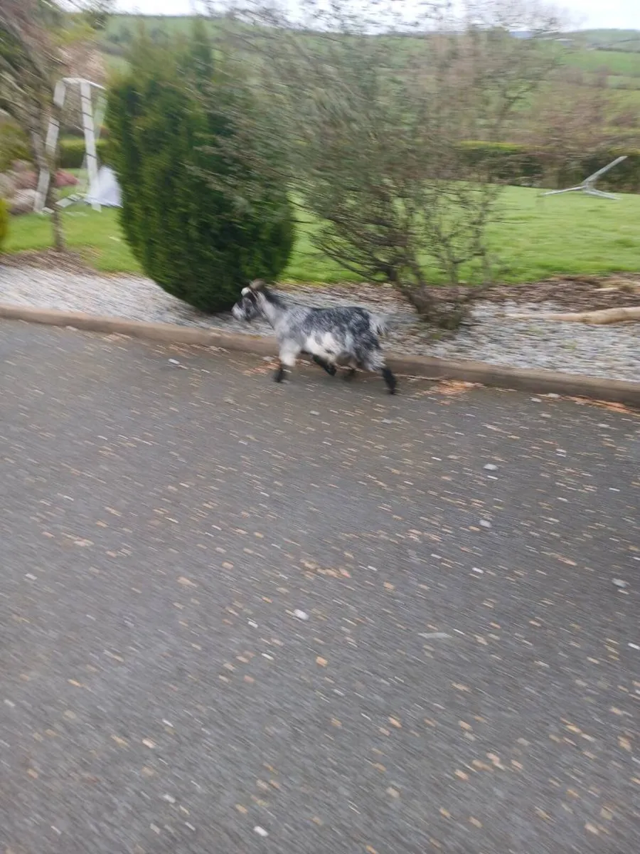 Pygmy nanny goat milk - Image 2