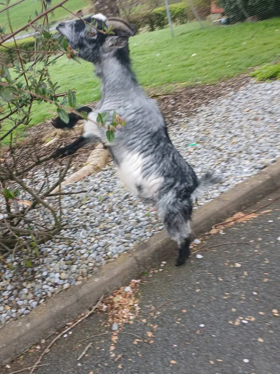 Pygmy nanny goat milk - Image 3