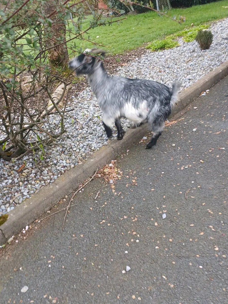 Pygmy nanny goat milk - Image 4