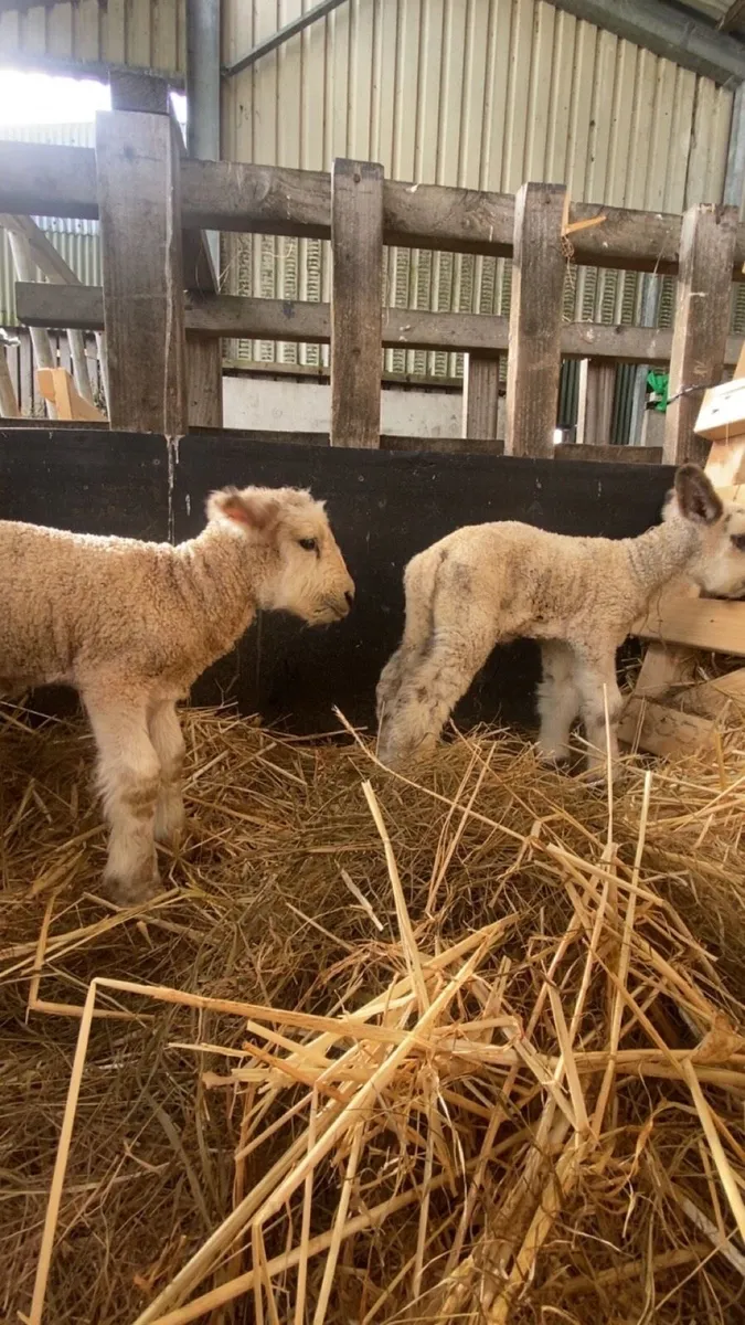 2 foster lambs - Image 2