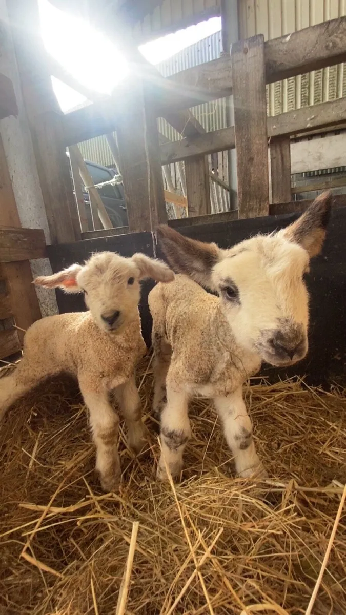 2 foster lambs - Image 3