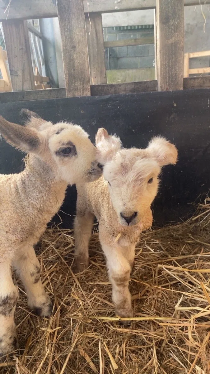 2 foster lambs - Image 1