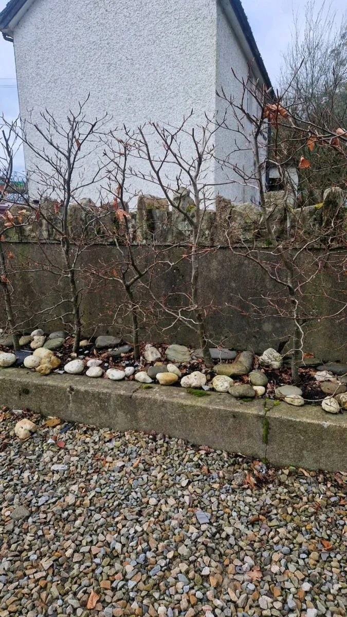 Copper Beech Heding 5tf