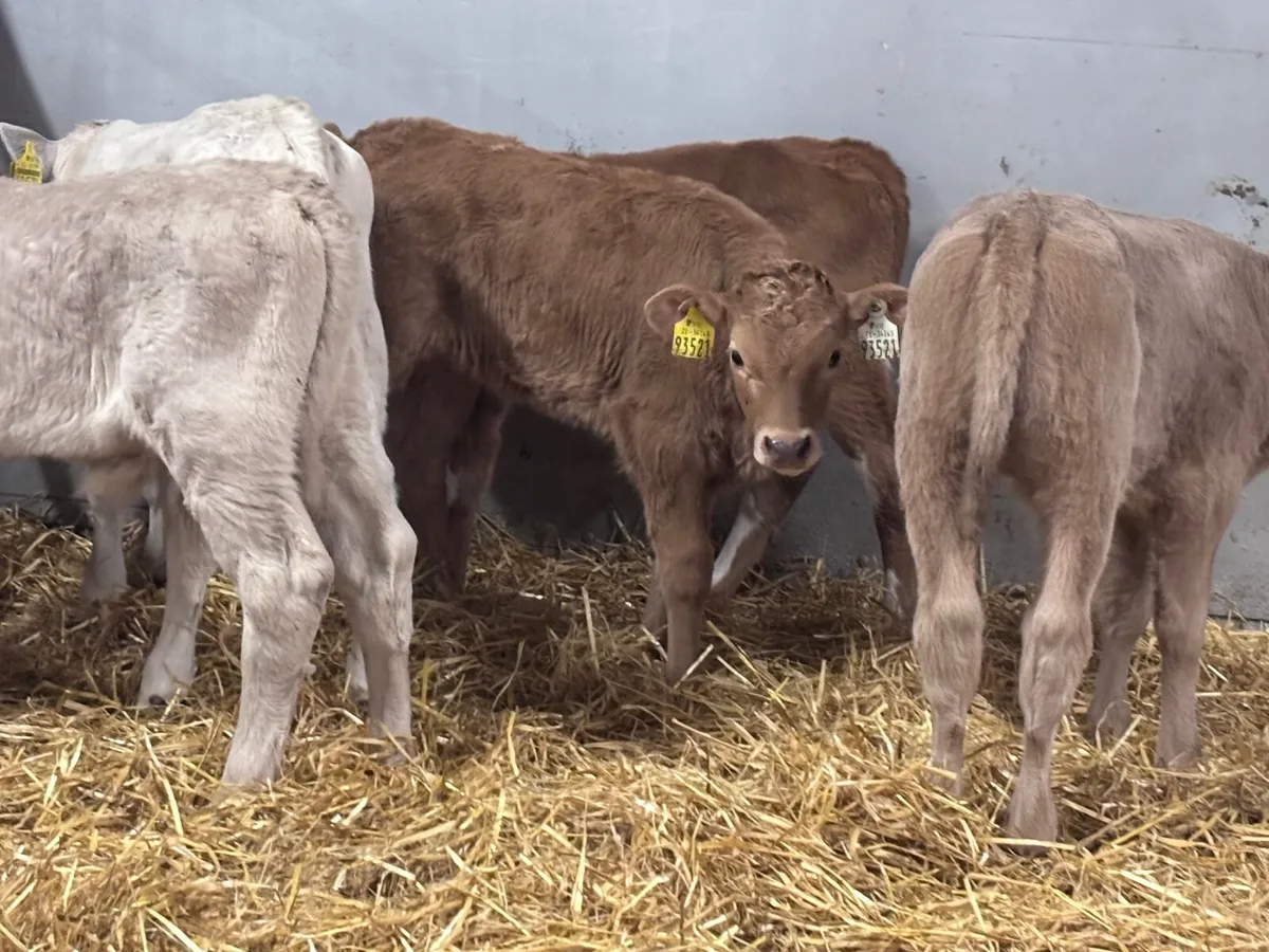 5 top quality Charlaois calves for sale - Image 3