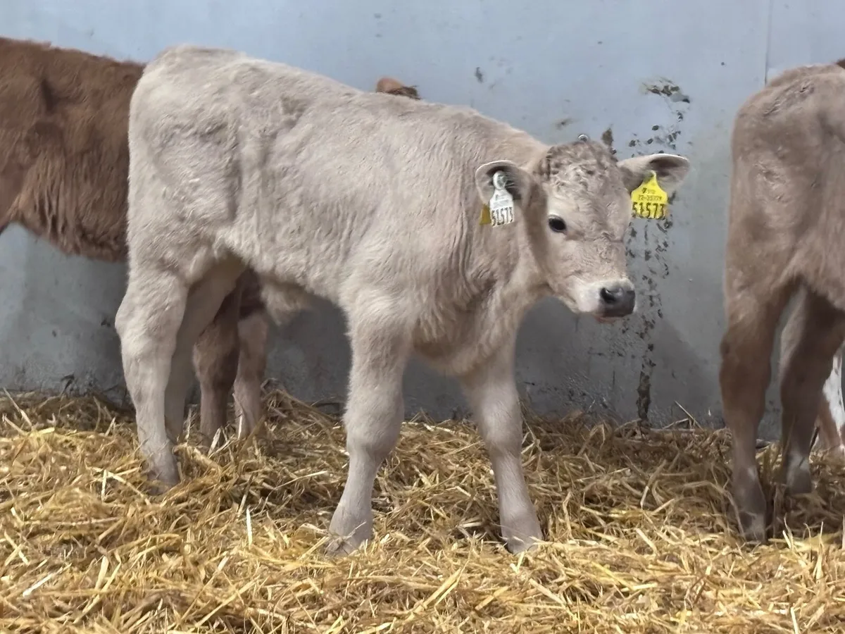 5 top quality Charlaois calves for sale - Image 4
