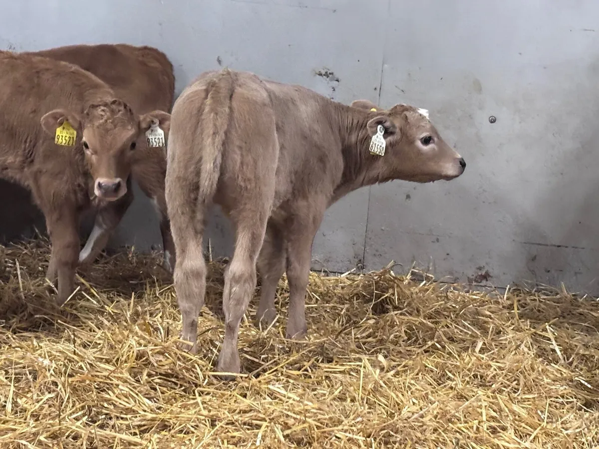 5 top quality Charlaois calves for sale - Image 2