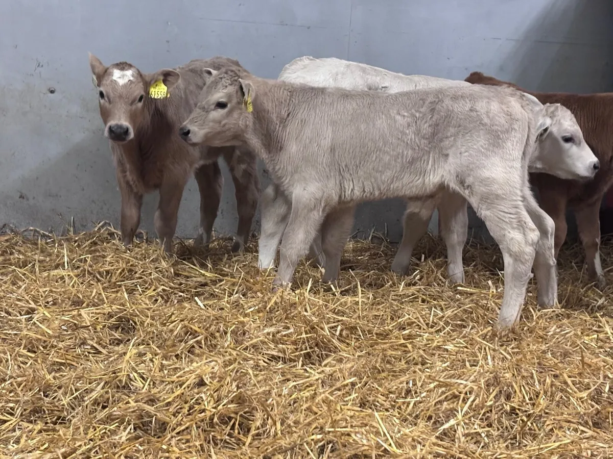 5 top quality Charlaois calves for sale - Image 1