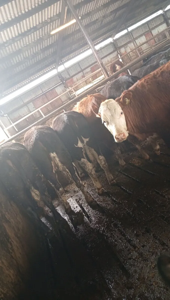 15 HE and AA heifer yearlings - Image 1