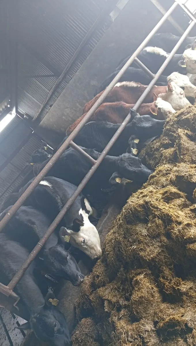 15 HE and AA heifer yearlings - Image 3