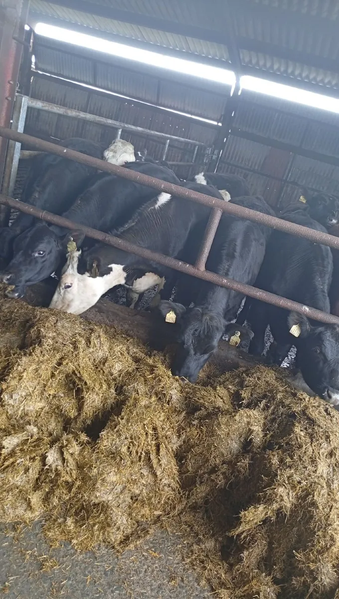 15 HE and AA heifer yearlings - Image 4