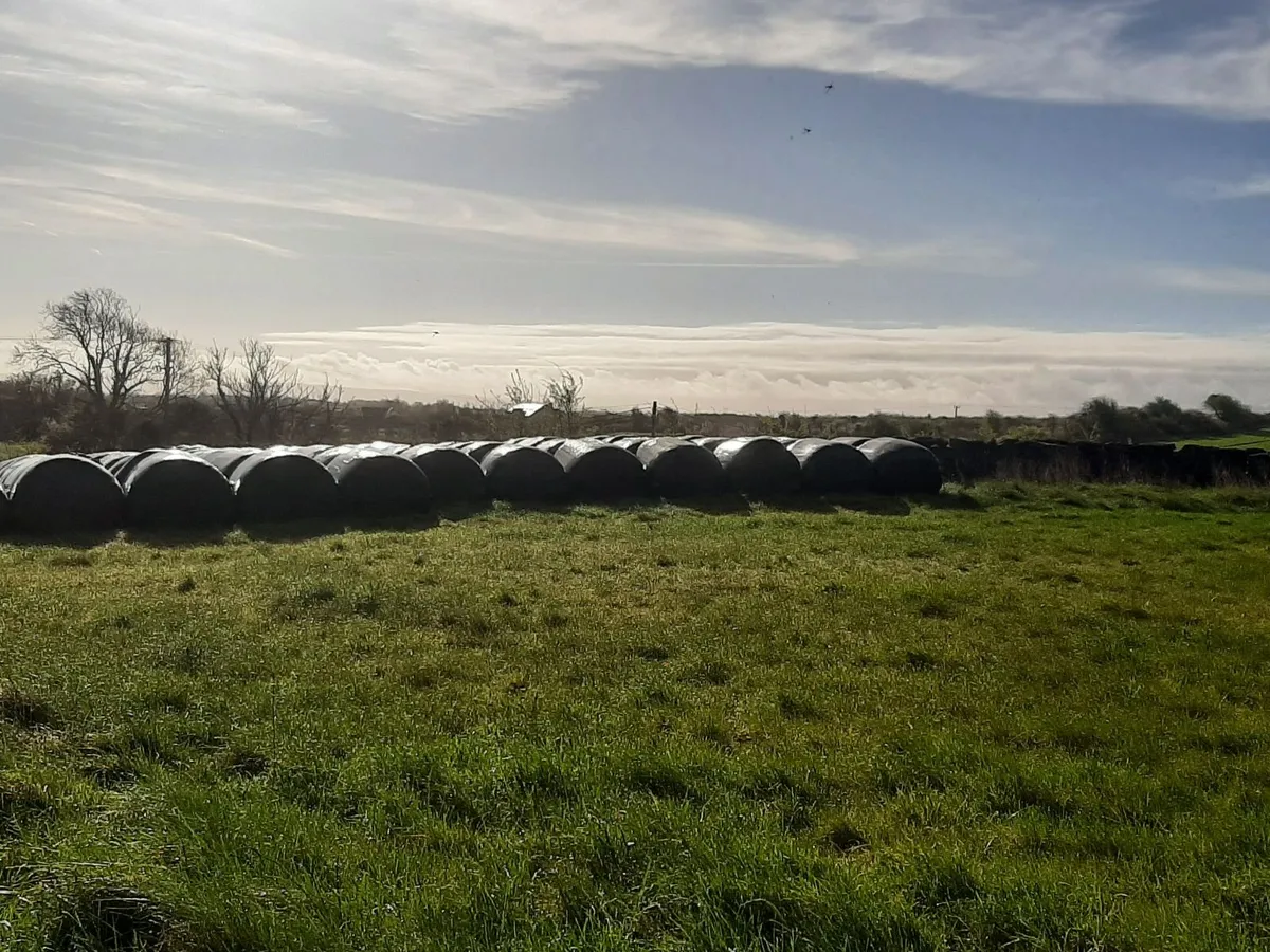 Silage bales - Image 3