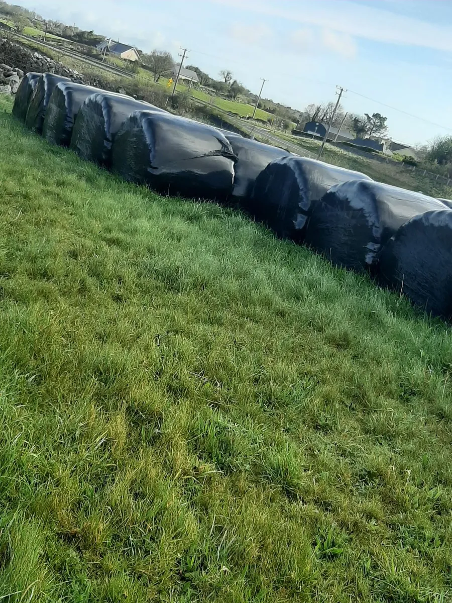 Silage bales - Image 1