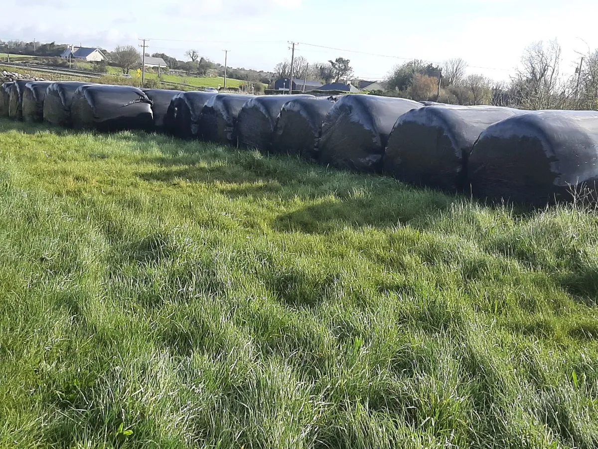 Silage bales - Image 4