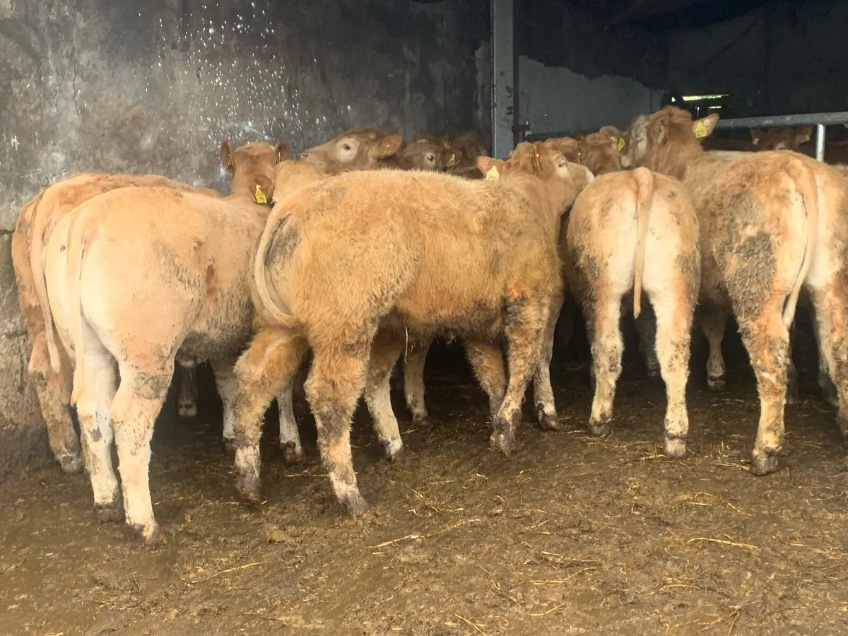 16 smasher u grade charlaois heifers - Image 3