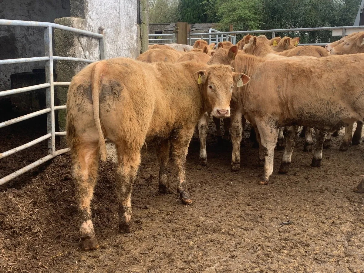 16 smasher u grade charlaois heifers - Image 1