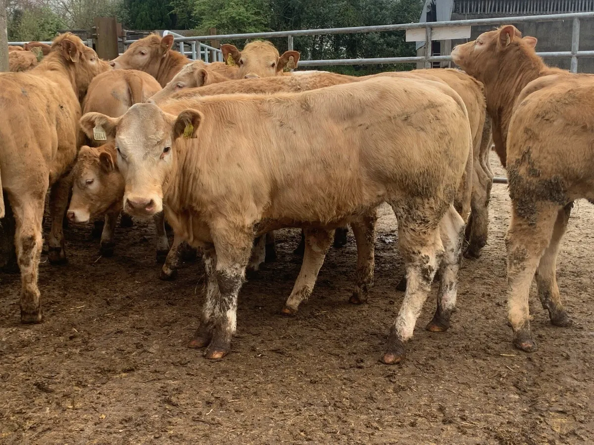 16 smasher u grade charlaois heifers - Image 2