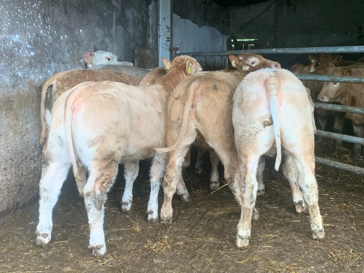 16 smasher u grade charlaois heifers - Image 4