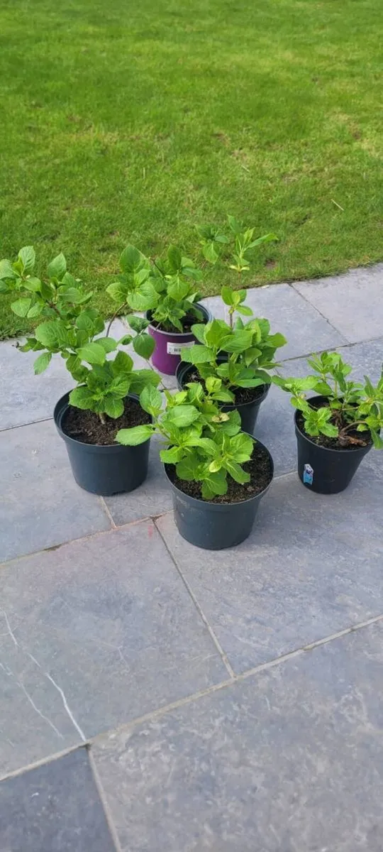 Hydrangea Macrophylla plants