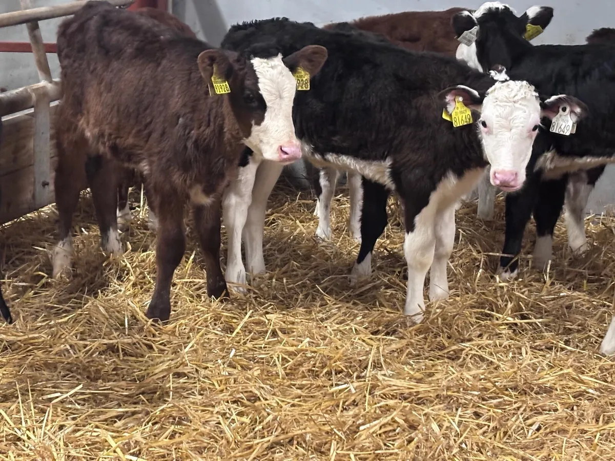 14 Hereford heifer calves for sale - Image 1