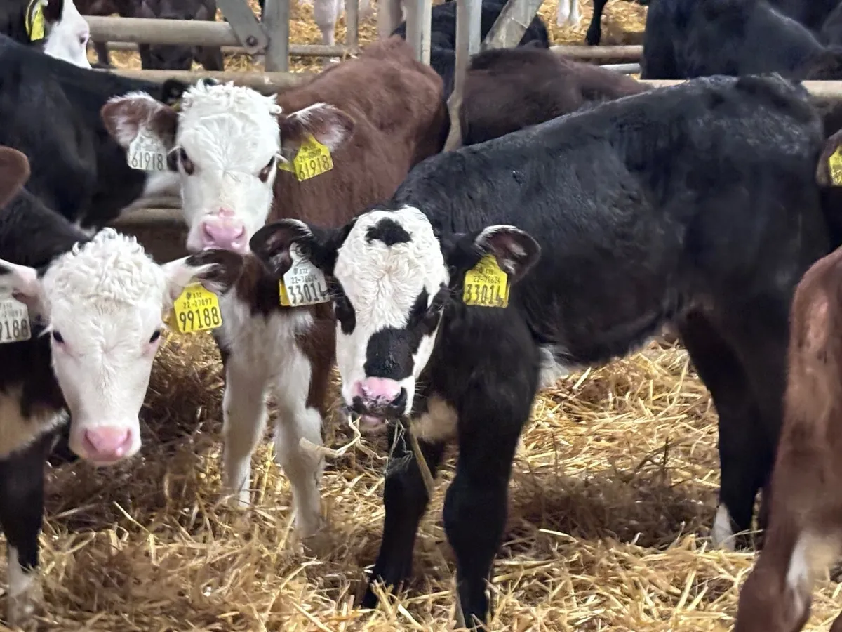 14 Hereford heifer calves for sale - Image 3