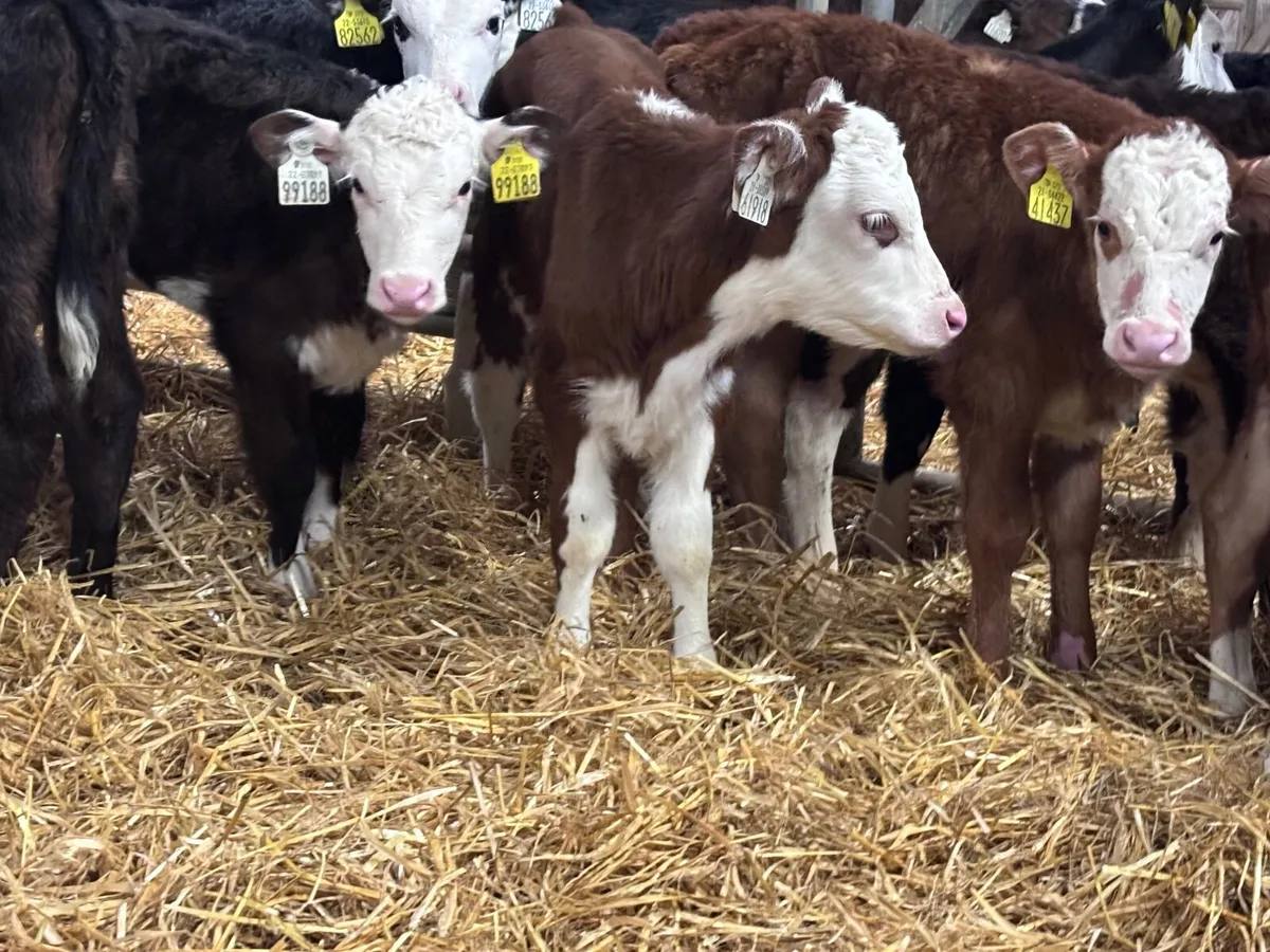 14 Hereford heifer calves for sale - Image 4