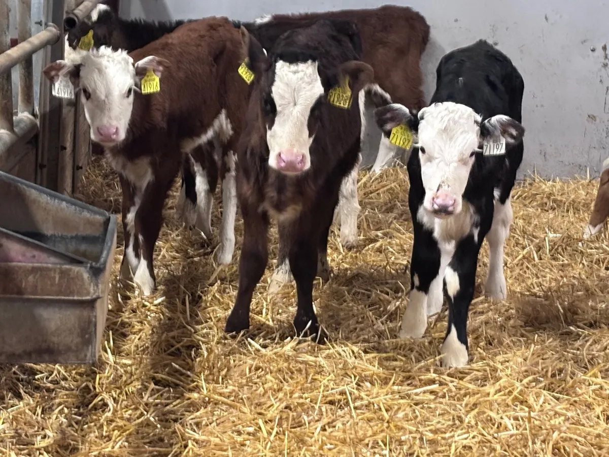 14 Hereford heifer calves for sale - Image 2