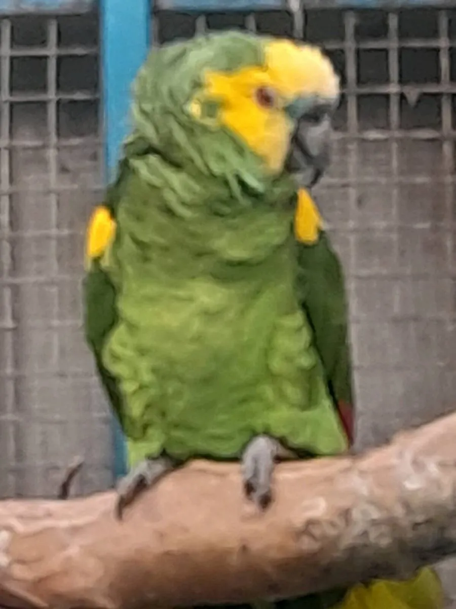 Male amazon parrot - Image 1