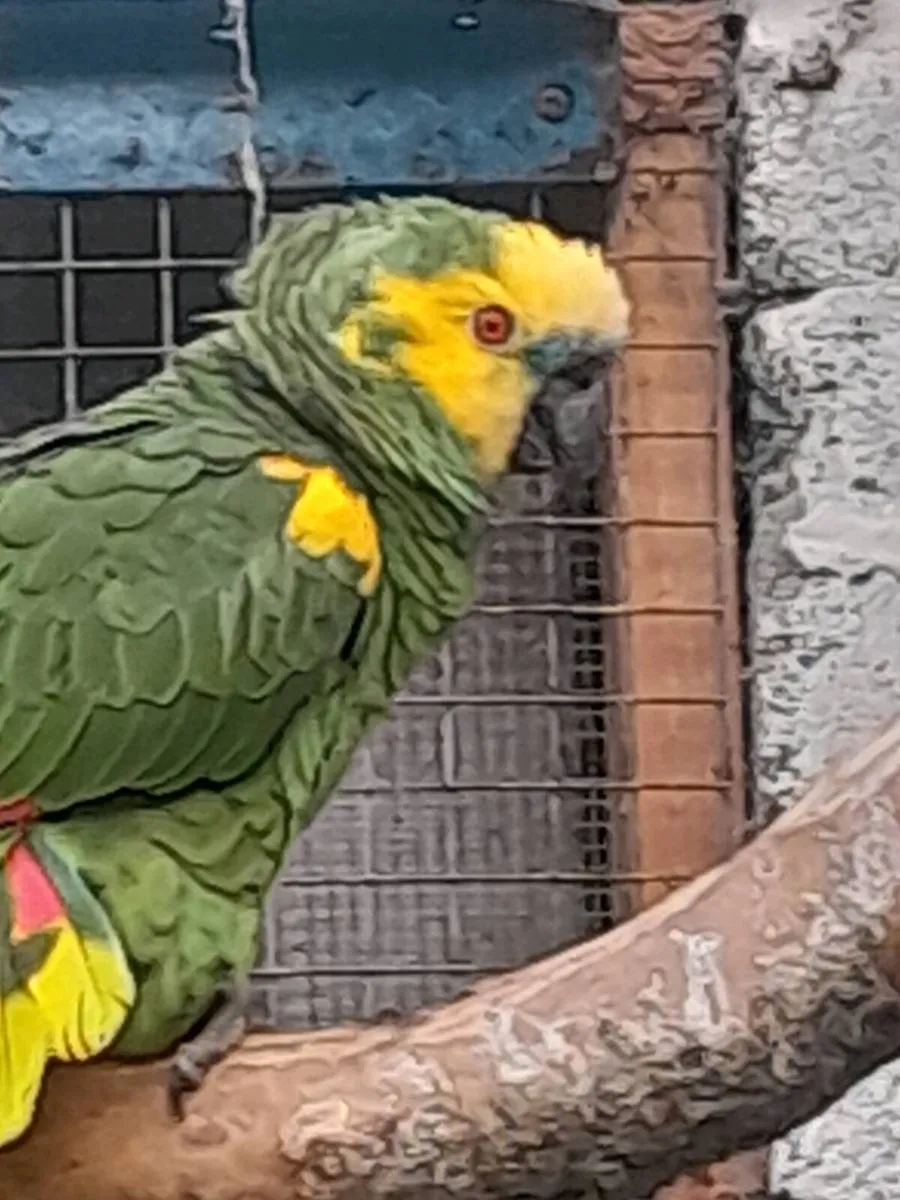 Male amazon parrot - Image 2