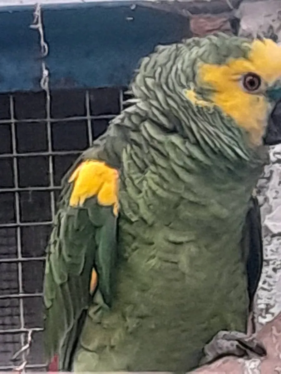 Male amazon parrot - Image 4