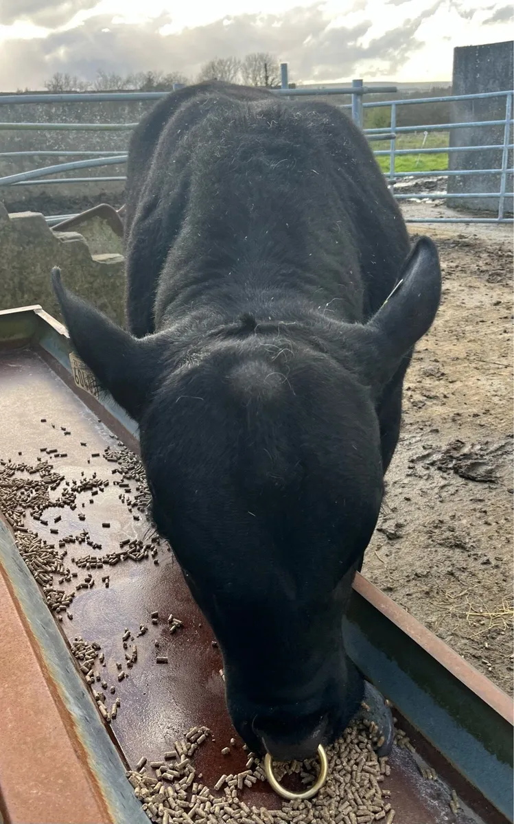 5⭐️ Pedigree Angus Bull - Image 1