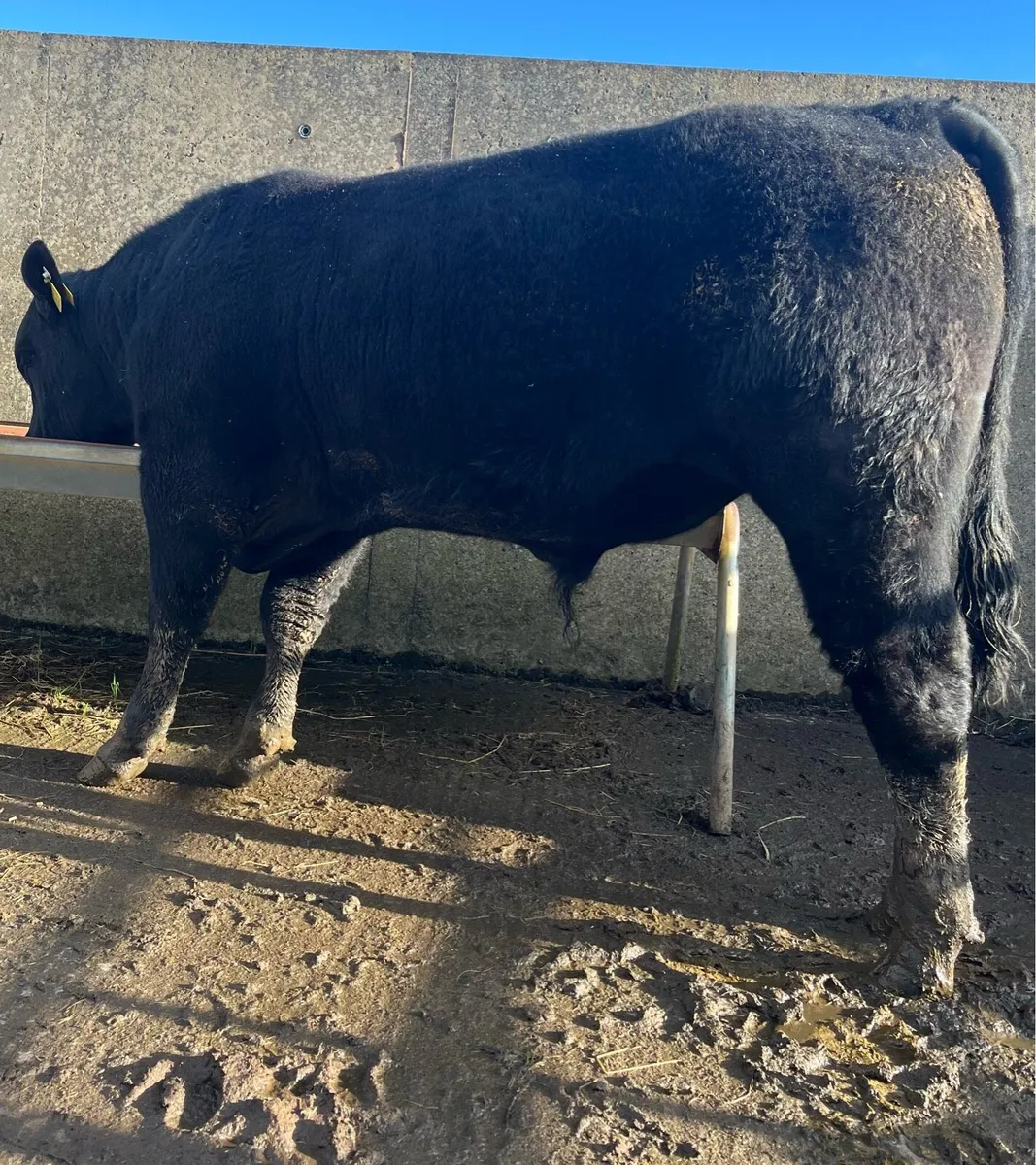 5⭐️ Pedigree Angus Bull - Image 2