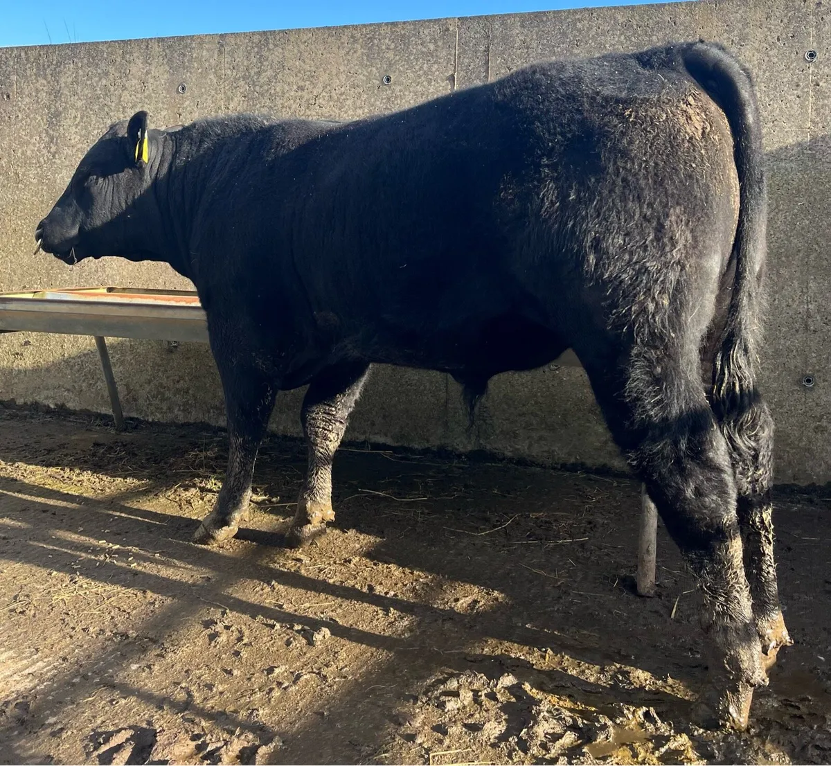 5⭐️ Pedigree Angus Bull - Image 3