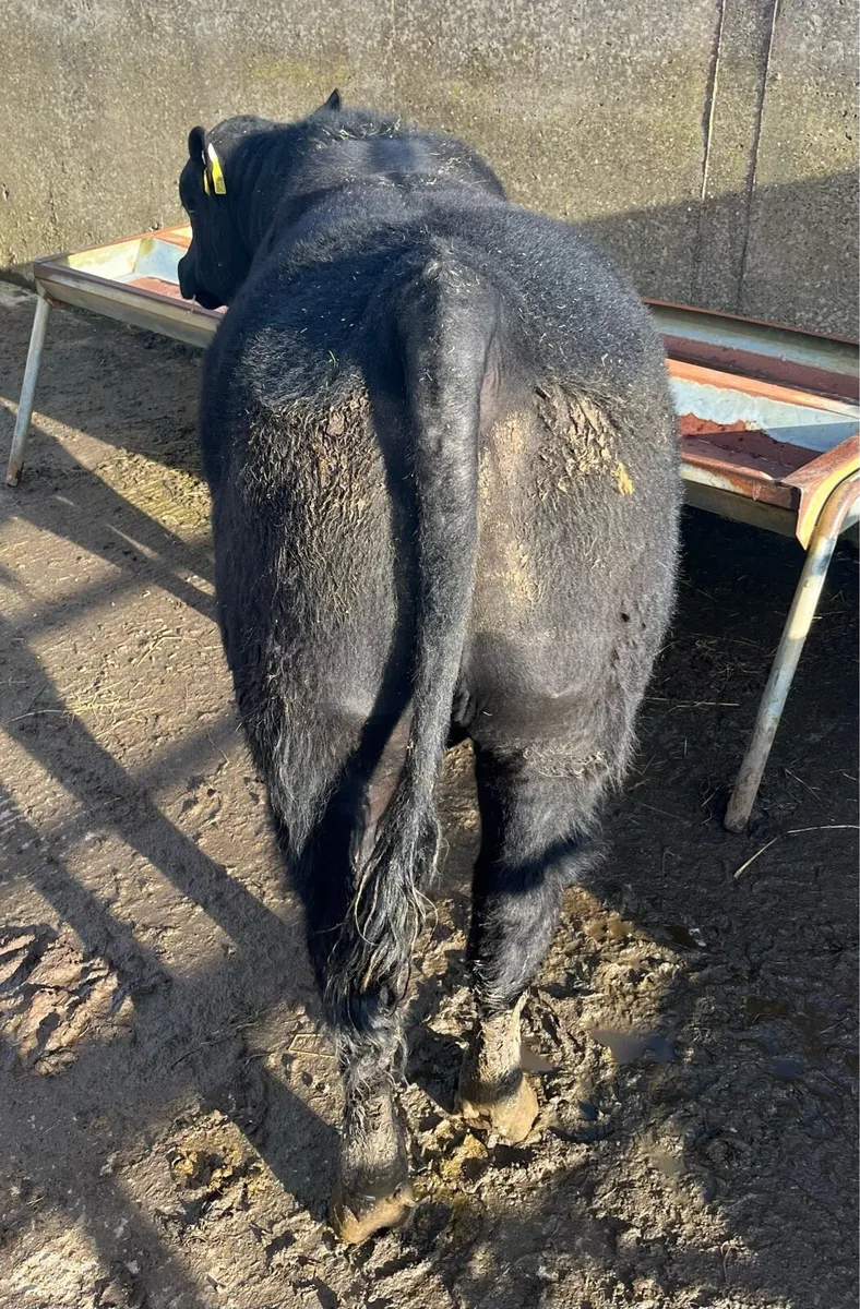 5⭐️ Pedigree Angus Bull - Image 4