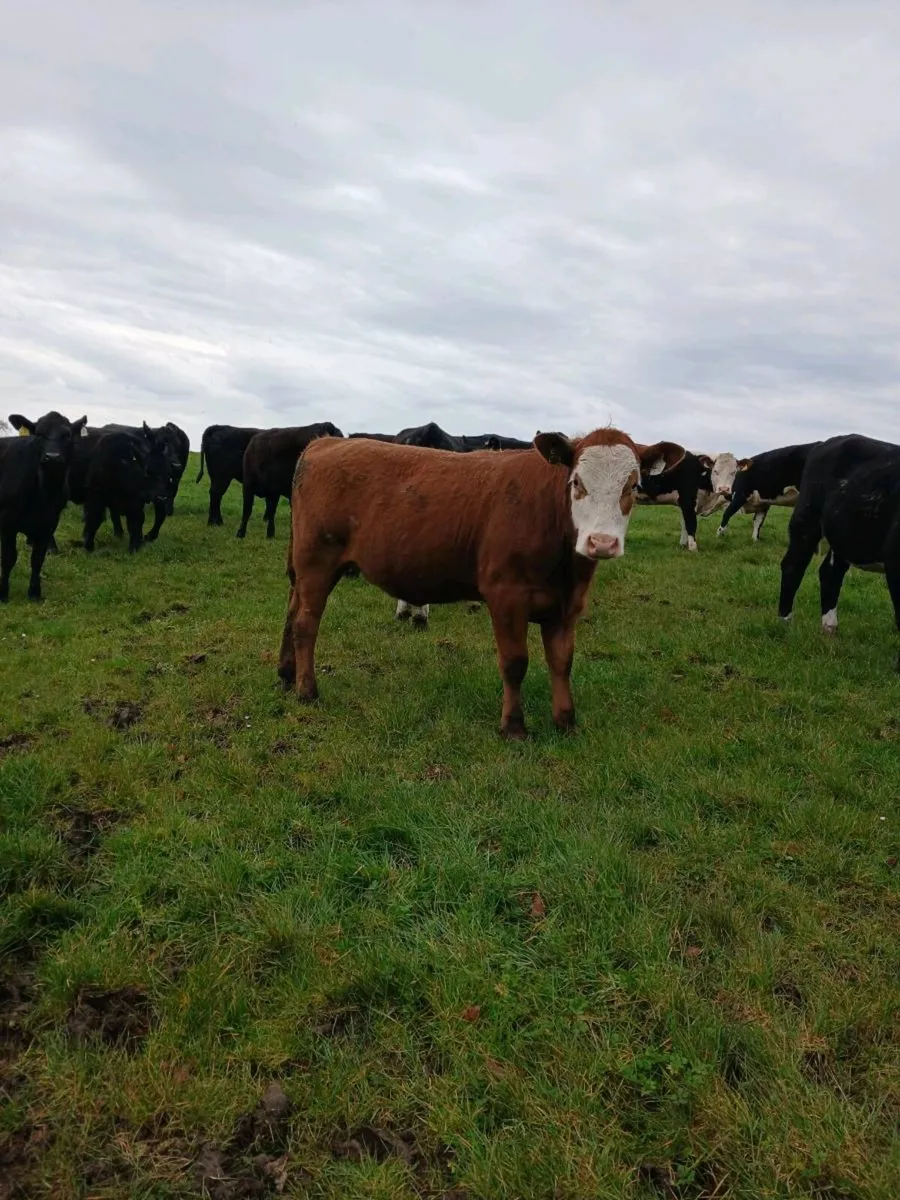 AA heifers - Image 2