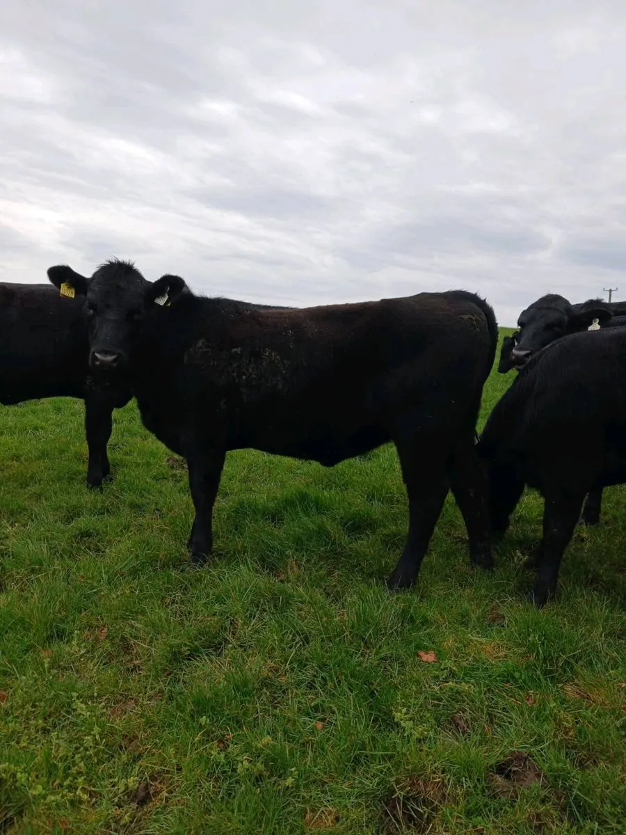 AA heifers - Image 4