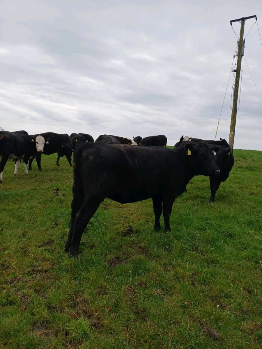 AA heifers - Image 1